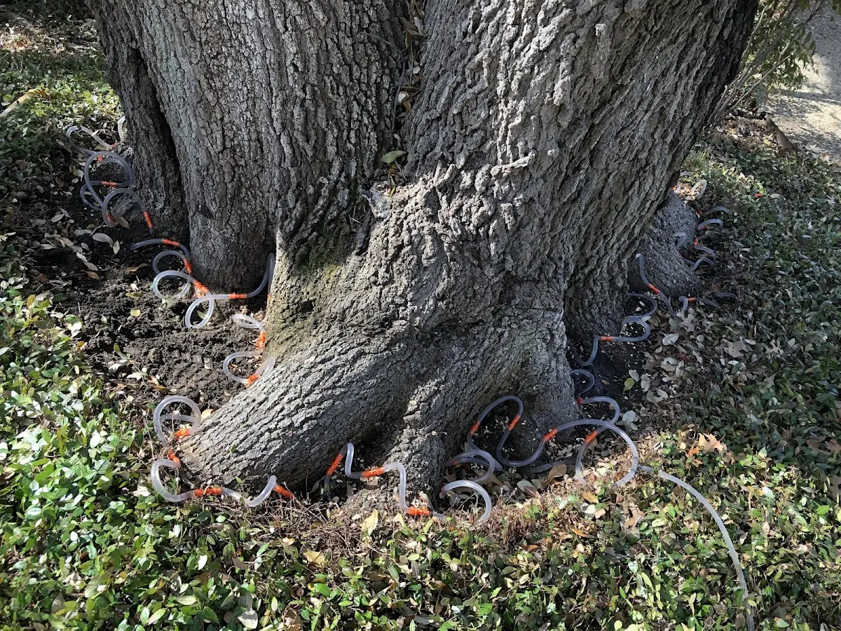 Detailed Tree Cabling and Bracing job site in Albertson