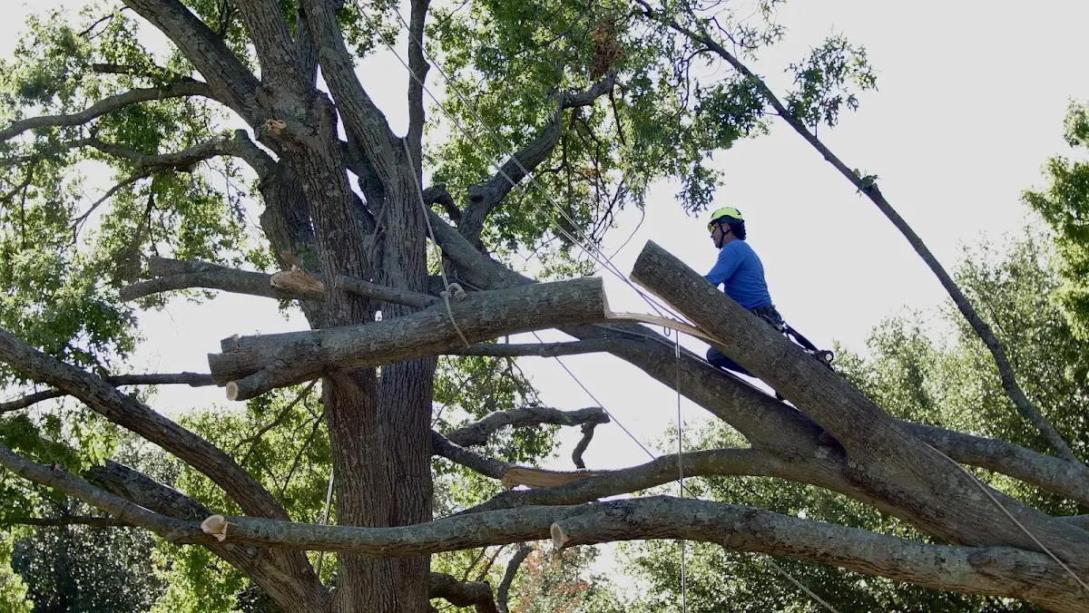 Professional Crown Thinning performed by certified arborists in Albertson